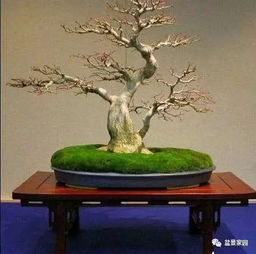 如何让枫树盆景主干变粗？如何巧妙嵌入核心关键词