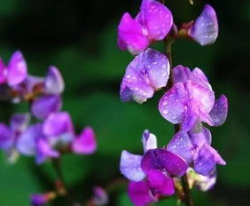 花草种子泡水时间揭秘：不同品种发芽时间大不同