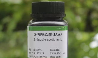 西瓜成长记：喷洒生长素水溶液的奇妙之旅