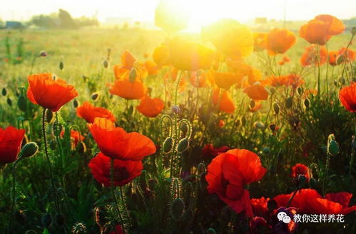 四、养护与管理