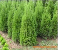 爬地柏种植方法大揭秘