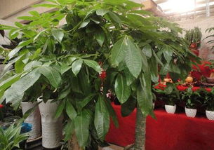 西安东郊花卉市场：一个花的世界， 你的花园