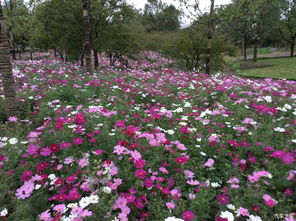 花园中的多彩花朵