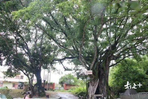 接下来你得准备材料