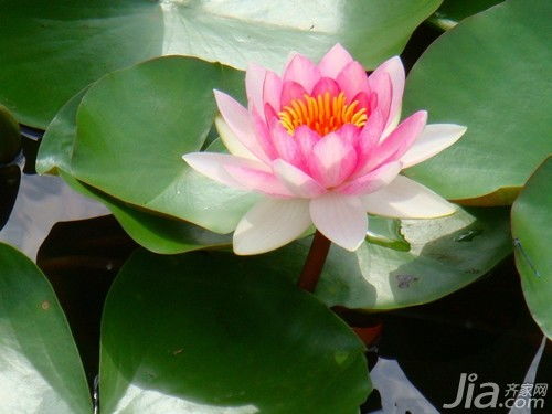 三、 睡莲的花期和搭配