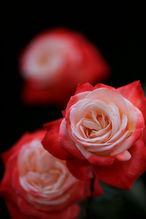 蔷薇花盛开，美不胜收