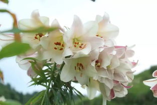 百合花象征着美丽与纯洁，那么它是否真的能完美诠释爱情的纯洁无瑕