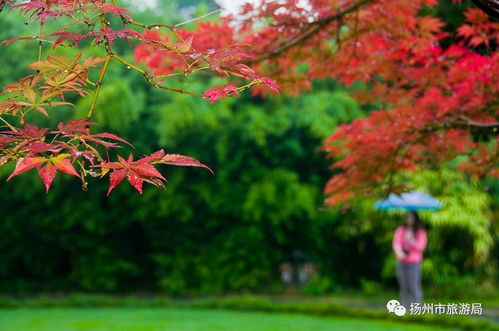 水质篇：红叶的“健康之源”