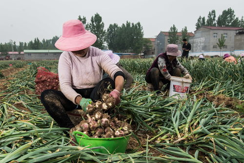 重楼生长环境， 你得注意