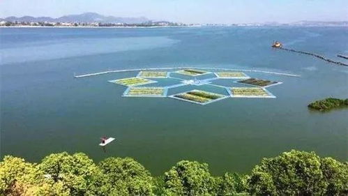 湖泊水生态修复， 东方园林的绿色使命