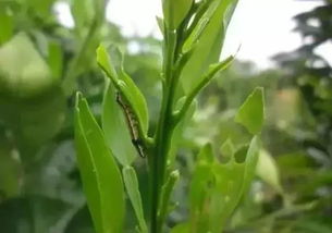 甲维盐：从中国来的希望