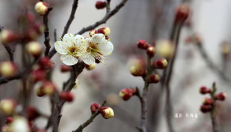 白梅花的功效，你知道吗？