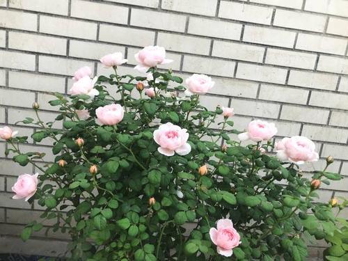 移栽前的准备工作