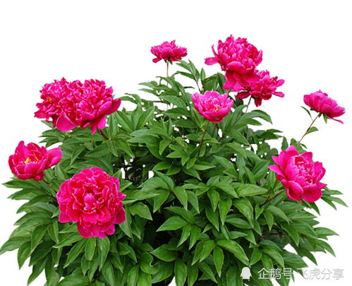 芍药：秋冬的温柔绽放