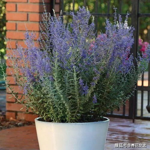 落叶松的种植密度，有讲究