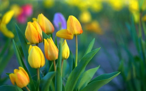 拍照打卡的血泪教训：晴天正午拍蓝色花不好堪