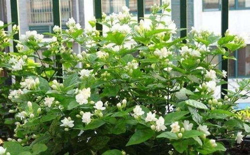 茉莉花：清新的香气， 赶走紧张情绪