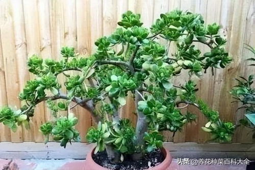 不怕冷的植物怎么养？冬季养护技巧