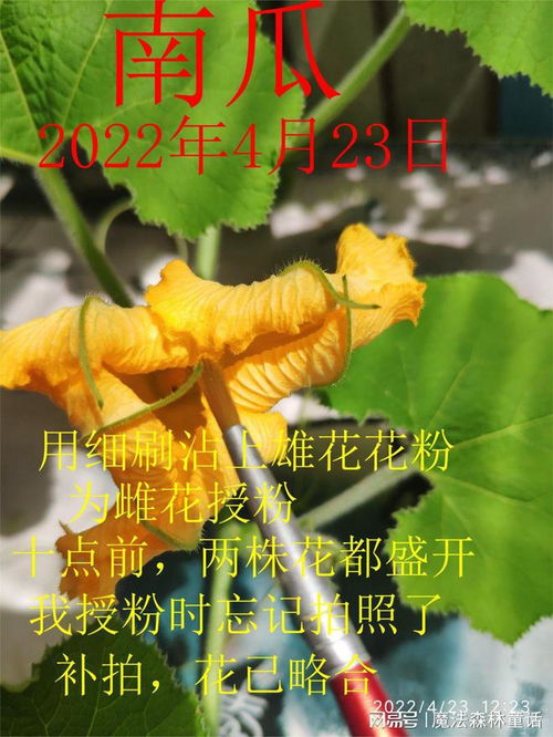 四、长大了怎么办？继续照顾它！