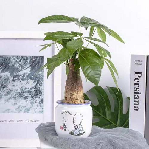 保护室内盆栽， 温暖过冬的小窍门