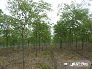 沭阳：榉树苗的摇篮