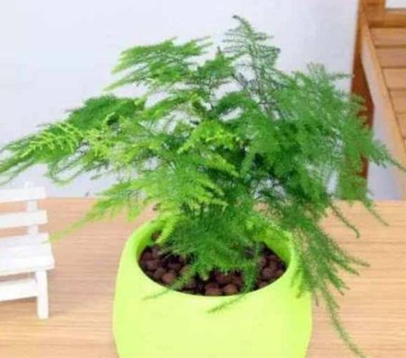 文竹浇水需要注意什么如何掌握正确的浇水方法来养护文竹