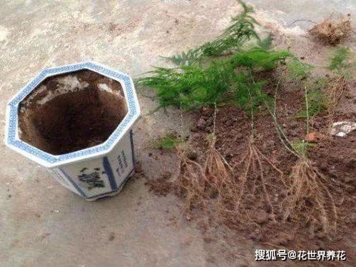 米兰烂根的原因是浇水过多或土壤排水不良