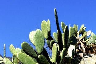 仙人球：坚韧的生命之花