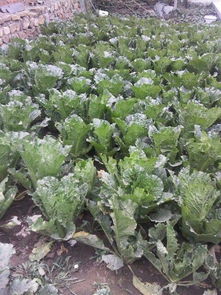 东北园子种花，得找对脾气的主儿！