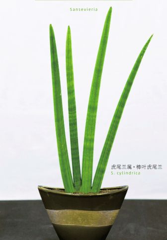 东北严寒，植物生存大挑战！