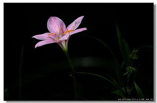 红花葱兰的药用部位和成分