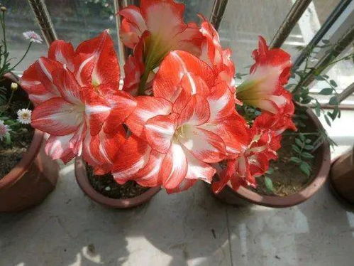 朱顶红在哪个季节种植最为适宜？
