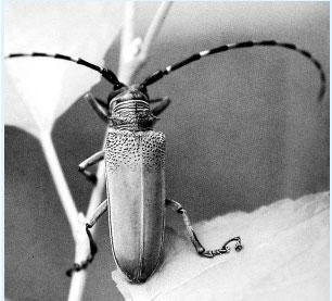 如何正确给牛喷杀虫剂防治天牛，使用天牛杀虫剂有哪些注意事项，天牛对农作物有哪些危害？