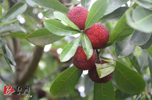 垂枝梅其他品种介绍