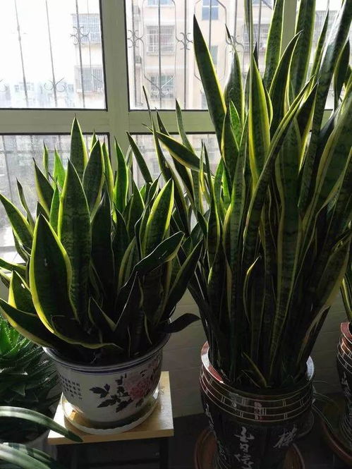 虎尾兰：不怕冷的小强