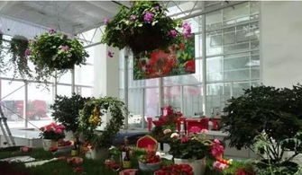 院子里的花， 十年养匠的私藏清单