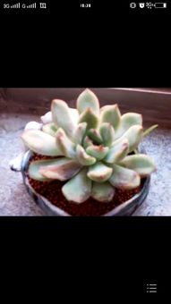 多肉植物烂掉了怎么办？如何挽救