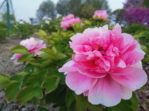 牡丹花王，国色天香