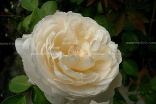 土壤和肥料，营养要跟上