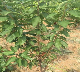 党参苗种植的黄金季节