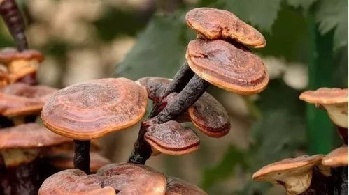灵芝和松露的功效有哪些？它们对增强免疫力、改善睡眠有显著作用吗？