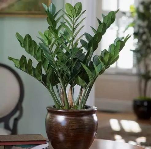 金钱树的多重身份