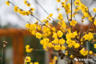 哈尔滨花友经验：三年苗抗寒性蕞佳