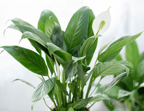 6. 雪里蕻， 酸酸辣辣的好下饭