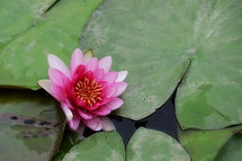 养睡莲的小贴士，分享给大家