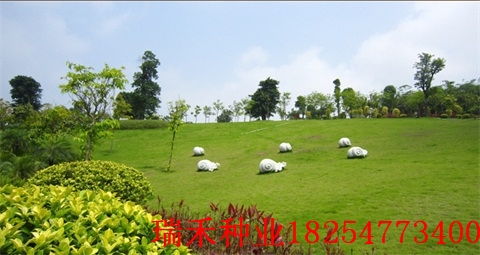 庭院草坪， 选择草种要用心