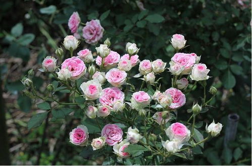 5. 甜蜜马车月季：甜蜜的回忆， 温馨的家