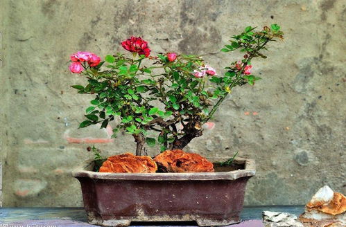 一：盆栽缺素的症状