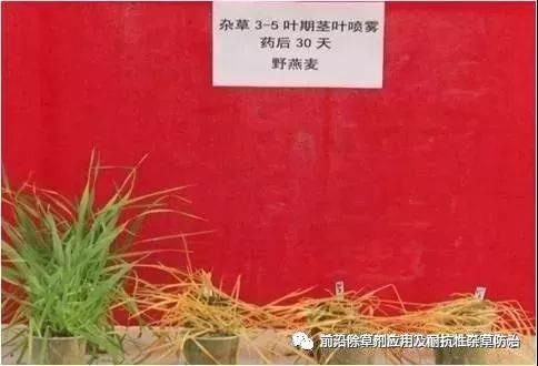 苯唑草酮与莠去津，除草大作战