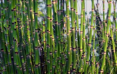 金银花怎么用效果好？使用禁忌要知道